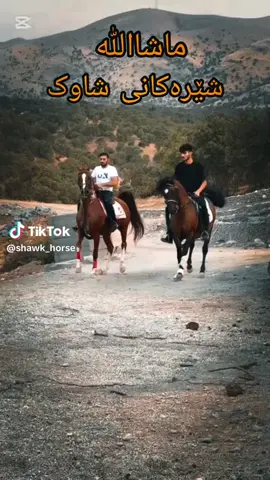 @Aryan_shawky @Shawk_horse #fyp #viral #foryou #foryoupage #creatorsearchinsights 