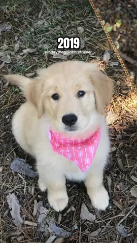 Time sure does fly!🥹#goldenretriever #puppy #dogsofttiktok 