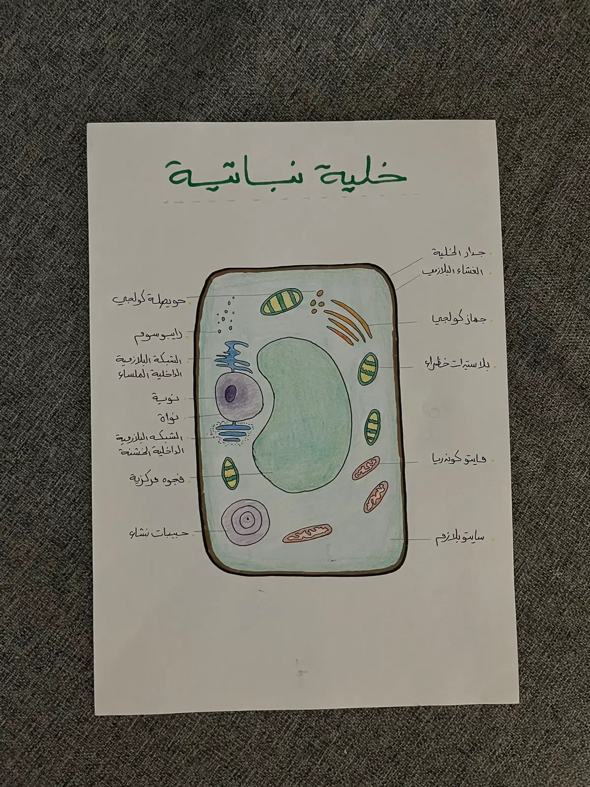غلسو إذا اكو غلط املائي بس جنت لو أموت ما ارجع أعيد الكتابة  . . . . . . #fyppppppppppppppppppppppp #fy #study #دراسة #سادس 