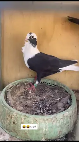 زابله😂💙#شعب_الصيني_ماله_حل😂😂 #مطيار_حمام#مطيار_حمام_التار_في_بغداد #حمام_زاجل #مطيار_حمام_التار_في_كركوك #مطيار_حمام_التار_في_بغداد👑🦅 #مطيار_حمام #مالي_خلق