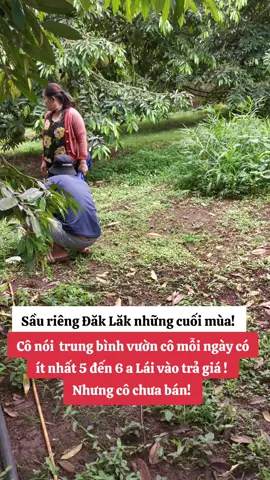 Sầu riêng Tây Nguyên những ngày cuối mùa #saurieng #catsaurieng #thuhoachsaurieng #nongsantaynguyen01 