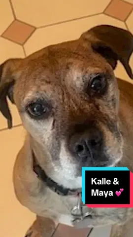 🐕 Meet Kalle and Maya! 🐾   A lovable pair currently living in Doylestown, PA. Kalle, a wise and spunky twelve-year-old white-and-black mixed breed, and Maya, a gentle brindle sweetheart who’s eight and a half years old—who are looking for a peaceful place to enjoy together. This inseparable duo brings double the snuggles and twice the heart! Kalle is the larger of the two at 70 pounds, with a big personality and an even bigger love for stuffed toys (which she proudly shreds with glee). She’s clever and curious—she knows commands like “paw,” “sit,” and even “high five!” Kalle is sweet but initially standoffish and slow to warm up to new people. She’s shown some herding behavior and nipped at heels in the past, including a bite incident with a neighbor last year. Despite this, she’s typically very good and responsive once she feels safe. With patience, her loyalty shines bright, and she becomes a loving shadow to her favorite person. Maya, tipping the scales at a cuddly 35 pounds, is passive and gentle with everyone but becomes uneasy if approached too quickly. She earns the affectionate nickname “vampire dog” thanks to her love of nighttime strolls and preference for indoor comfort. Maya is cuddly and calm, often found snoozing right next to—or directly on—her caregiver. She’s a quiet soul who can get startled by fast movements, but with a gentle approach and some treats, she melts into a devoted companion. Both girls are house-trained, microchipped, spayed, and up to date on their vaccinations. They’re crate-trained and have been through obedience lessons. Though neither loves thunderstorms, they’re otherwise calm and relaxed, especially when curled up with their person. They sleep well when left alone and truly shine in a home with a fenced yard and predictable routine. Kalle and Maya are bonded at the heart and need to stay together. They’d thrive with a guardian who understands their quirks, offers patient love, and provides a steady rhythm to their days. They’re not fans of cats and tend to be shy with other dogs, so a solo spotlight suits them best. We’re including a full month of behavioral guidance from our consultant to help Kalle and Maya settle in. Their new family will have compassionate support every step of the way to feel confident, connected, and at home. Could your loving home be the next chapter in Kalle and Maya’s story? To fill out an adoption application, or if you have any questions about Kalle and Maya, please email us at adopt@joyfulpets.com 😸 #JoyfulPets #RehomeWithLove #AdoptADog #MixedBreed #DoylestownPA