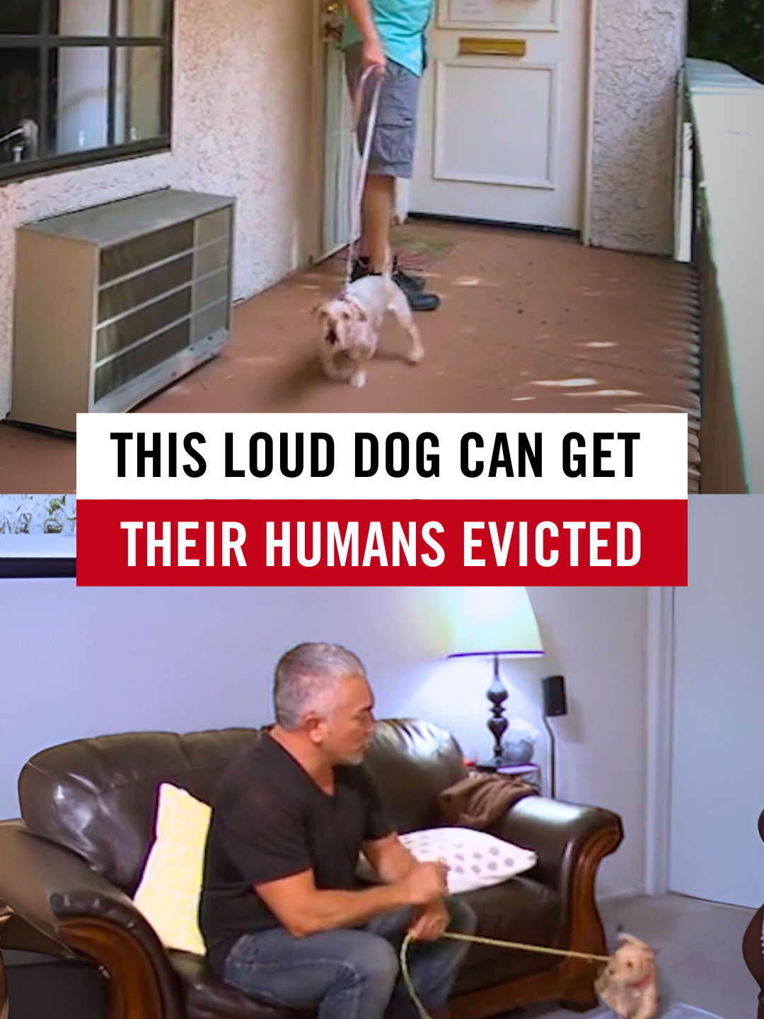 This little dog’s bark is creating a big problem. She’s nervous, reactive, and barks at anyone who comes near. For her humans, the consequences are severe: constant complaints, pressure at work, and even the possibility of losing their job. But barking isn’t the real issue. Nervous energy and lack of calm leadership are. In this episode, I help her pet parents understand how their own state of mind fuels the barking and how calm, consistent leadership can bring peace to the home, save their future, and give their dog the balance she desperately needs. 🐶 In this episode, you’ll learn:  🔊 How to stop a dog from barking at everyone  😰 How nervous energy creates chaos for dogs  🏠 How to make your dog keep calm when they knock at your house  🧘 How calm leadership helps a dog feel safe  🐾 How to replace fear with trust and peace Every bark tells a story, but only leadership can change the ending. 🐾❤️ Esta perrita tiene un ladrido que se ha convertido en un gran problema. Está nerviosa, reactiva y ladra a cualquiera que se acerque.   Para sus humanos, las consecuencias son graves: Quejas constantes, presión en el trabajo e incluso la posibilidad de perderlo.   Pero el ladrido no es el verdadero problema. La energía nerviosa y la falta de liderazgo en calma sí lo son.   En este episodio, ayudo a sus dueños a entender cómo su propio estado mental alimenta el ladrido y cómo un liderazgo en calma y consistente puede traer paz al hogar, salvar su futuro y darle a su perra el balance que tanto necesita.   🐶 En este episodio aprenderás: 🔊 Cómo detener a un perro que ladra a todos 😰 Cómo la energía nerviosa crea caos en los perros 🏠 Cómo lograr que tu perro se mantenga en calma cuando tocan a la puerta de tu casa 🧘 Cómo el liderazgo en calma ayuda a un perro a sentirse seguro 🐾 Cómo reemplazar el miedo con confianza y paz   Cada ladrido cuenta una historia, pero solo el liderazgo puede cambiar el final.🐾❤️   #CesarMillan #DogBarking #NervousDog #DogTraining #DogBehavior #PackLeadership