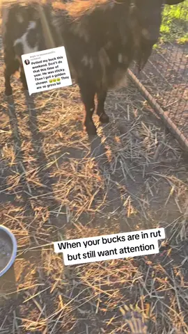 Replying to @moonmom33 This might be the safest way to pet a buck during rut 🤣🤣 #minifarm #goats #farmlife #farmanimals #fallvibes 