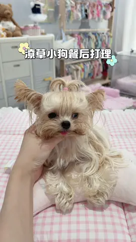 Puppy post - meal care #Yorkshire Terrier #Pomeranian #Dog outfits #Immersive puppy grooming