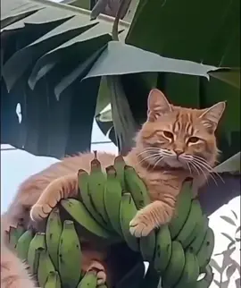 penampakan penghuni pohon pisang #kucingoren #embul #kucingku #kucing #kucinglucu 