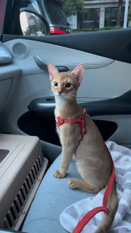 #catsoftiktok #catlover #absynian 