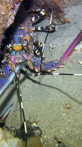 #fish #ocean #fyp #sea 