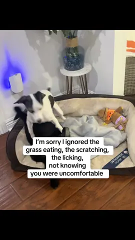 You have a dog, you gotta look into these #petlabco #ad #dog #dogsoftiktok @PetLab Co. 