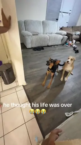 Scare my dog#dog #lol #funnyvideos #foryou #funny 