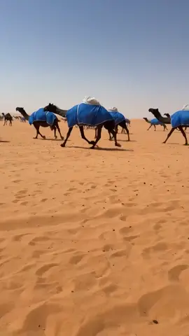 #المجاهيم #الغوالي #اليوم #الذود #المنقية #ماشاءالله_تبارك_الله #رماح #حرش_العراقيب #صباح_الخير #ماشاءالله #بيرق_الموحد #الجاسر #حرش_الغلباء  #مساء_الخير  ❤️🐪