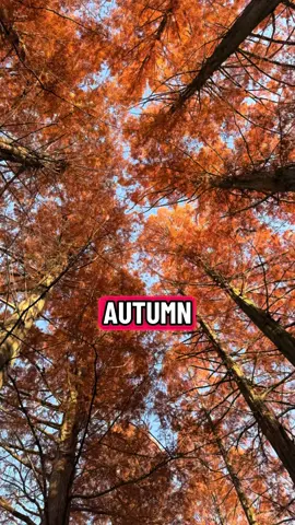 Golden hour hits different in autumn 🍁 #SeasonalVibes #GoldenHour #AutumnAesthetic #FallVibes #CozySeason