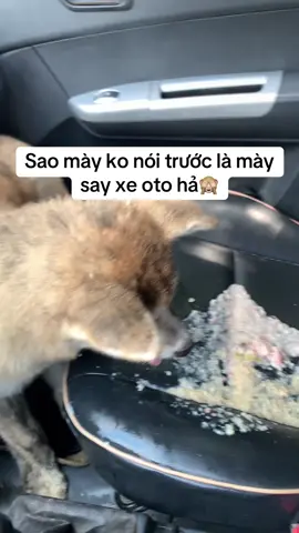 Báo hại phải dọn cho nó  #poodle #akita #akitainu #chó_cỏ #malinois 
