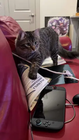 He knew what he was doing#catsoftiktok #wantsattention #distractingme 