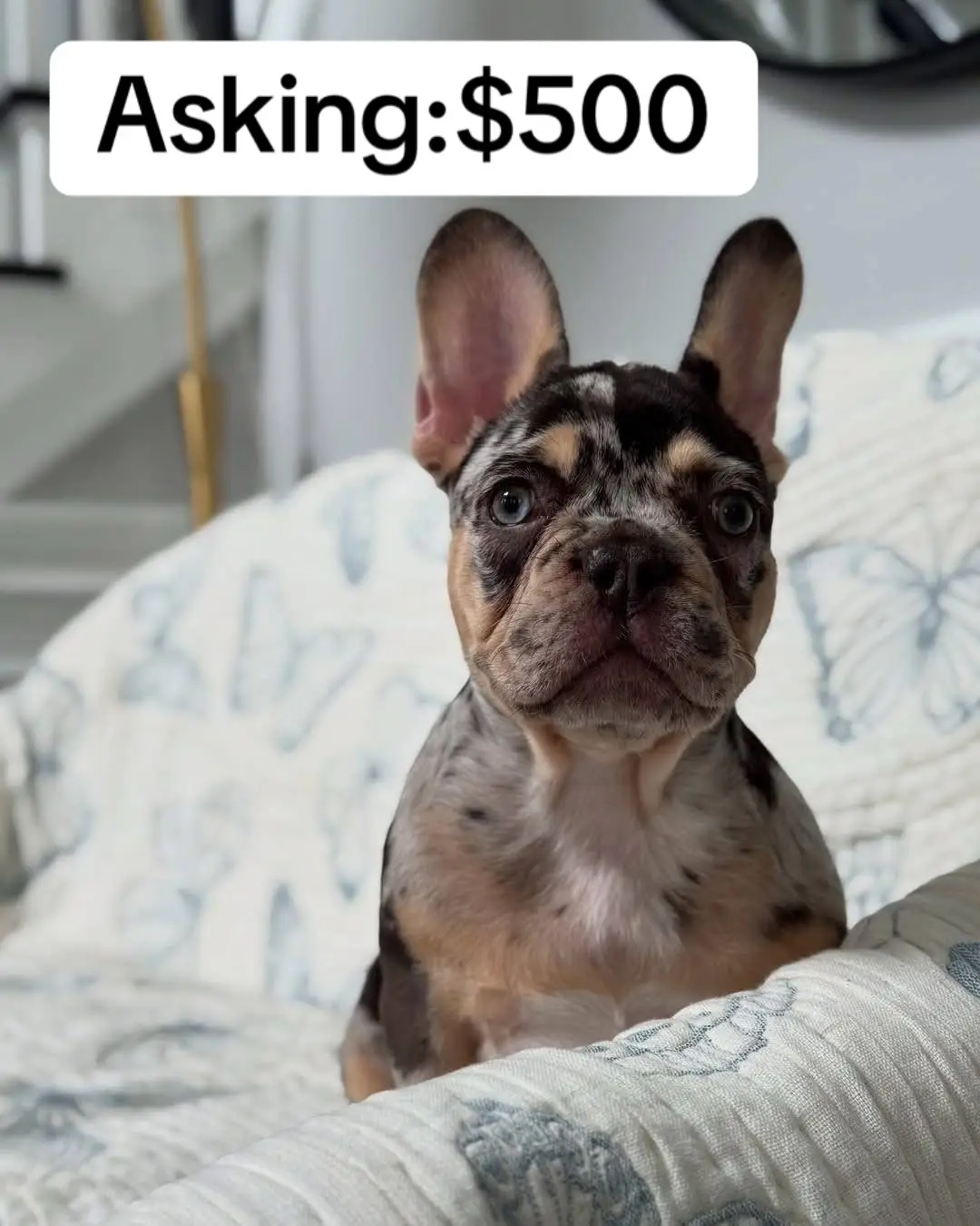 #puppycuteness #loveablepuppies #puppyplaytime