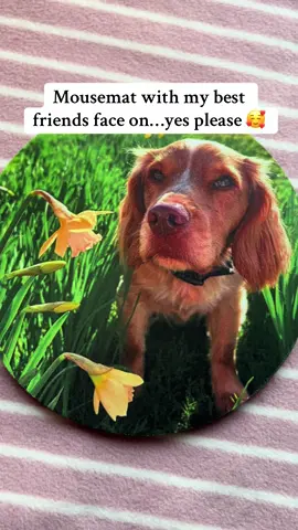 My beautiful boy 🐾🥰 #dog #bestfriend #gifts #fyp #creatorinsights 