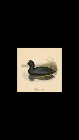 فقط صوت دجاج ماء #فقط #دجاج #ماي #2025tiktok 