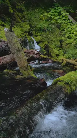Coming past fallen trees along a mossy creek to find a hidden little waterfall pouring straight from the canyon wall. An unexpected and beautiful addition to this already stunning forest scene. It’s moments like this that remind me why exploring nature always holds new surprises 😍