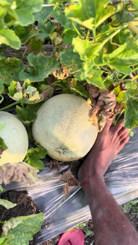 Ndang di pinang bos🙈 #promoseruweekend #petanimelon #melonbalap🍈🤙 #tuban24jam #petaniindonesia🇮🇩🇮🇩🇮🇩🌿🌿 