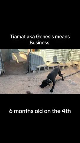 Tiamat a.k.a. Genesis already means business. Bill to be a athletic machine. Bred to be able to reproduce herself. Tiamat has all the greats. #pitbull #fyp #pitbullsoftiktok #eli #chinaman 
