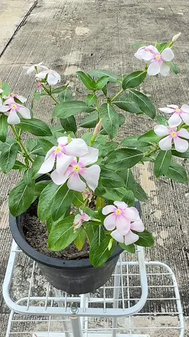 สบายตาสบายใจ #จัดสวนเอง #fyp #บ้านและสวน #จัดสวน #ชอบธรรมชาติ 