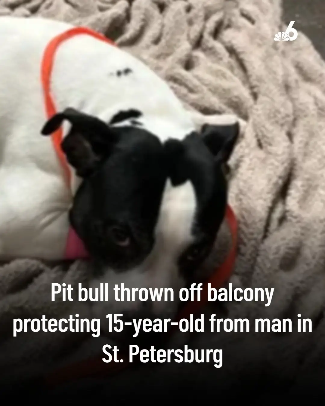 Sparta, a 3-year-old pit bull, was allegedly thrown from a second-floor balcony after intervening to protect a 15-year-old girl. The dog was hospitalized and is expected to survive. More in bio. #AnimalRescue #ProtectOurPets