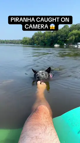 Dogs love messing with their humans just for laughs 🐶😂 #TeasingDogs #DogComedy #FunnyPets #DogOwners #DogLife 