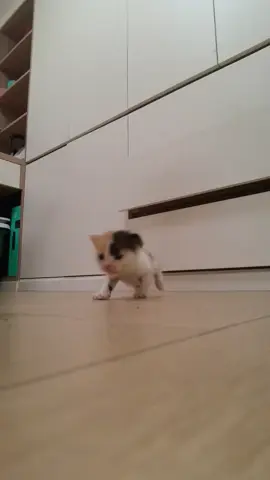 So cute #cutecat #pet #kucing #kitty #funny 