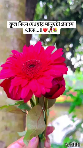 স্বামী বিদেশ✈️@Hira Mahamud #fypシ #foryou #মালেশিয়া_প্রবাসীর_বৌ🇲🇾🇧🇩 #tiktok?bangladesh🇧🇩🇧🇩🇧🇩 #প্রবাসীর_বউ✈️👰 