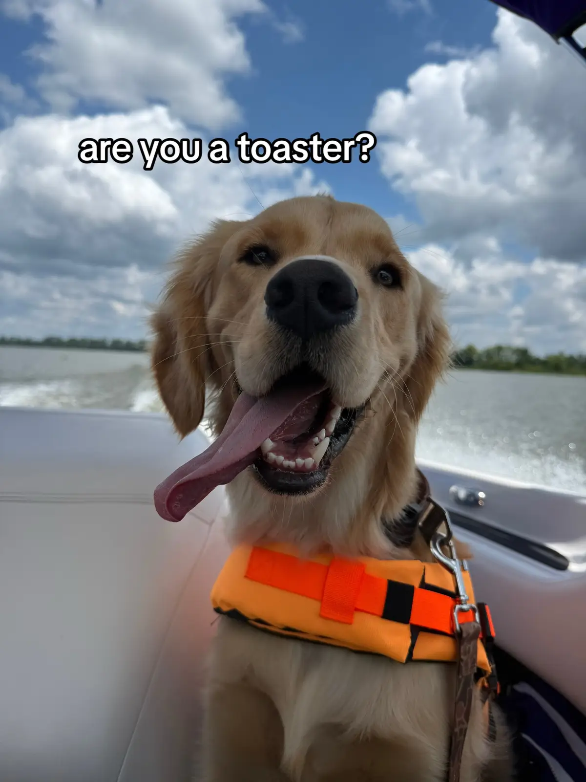 And comment your girl dog photos if they are single ;) #funnydogs #pickupline #dogsoftiktok 