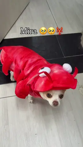 Les presento mi disfraz 🥹 Espero les guste 🥹♥️🫶🏻 Por favor no me vayas a comer porfitas 🙏🦞🥺😭#perros #chihuahua #humor #halloweenlook #bogota 