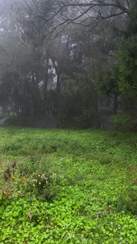 طبيعة الباحة الجميلة مع زخات المطر 🌲. #الباحة #quran #مطر #explore 