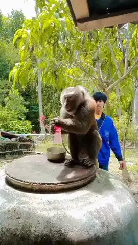 หลงรักเราบ้างได้นะ😁#เด็กเลี้ยงลิงกังตัวดํา🙈🐒 #ป้ายบางสะพาน #ลูกเก้า 