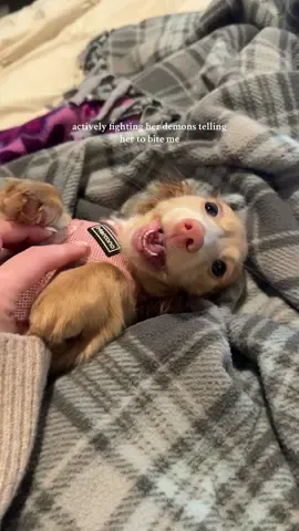 literally my insane angel  #minidachshund #minudachshundpuppy #luluthedoxie #creamdachshund #teethingpuppy 