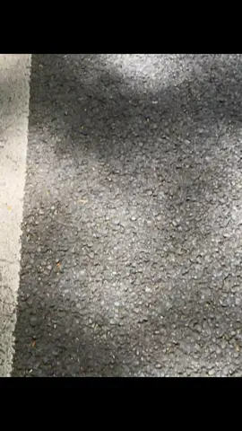 🍁Đại lộ Nam Kinh - Minh chứng tình yêu của Tưởng Giới Thạch dành cho phu nhân Tống Mỹ Linh❤️ ✈️Thượng Hải - Nam Kinh - Hàng Châu hành trình siêu hot trong mùa thu năm nay! #CheckInHot #namkinh #thuonghai #china #tour 