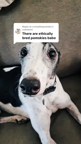 Replying to @cruisethepomsky breeding mutts for aesthetics isn't ethical #themoreyouknow 🌈🌟 #dogsoftiktok #adoptorshopresponsibly #muttsoftiktok #sorrynotsorry 