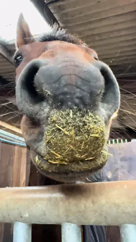 Dinner time for Percy! #hungry #horse #equestriangirloftiktok #funnyhorse #poniesoftiktok @Erin Beach🇬🇧 