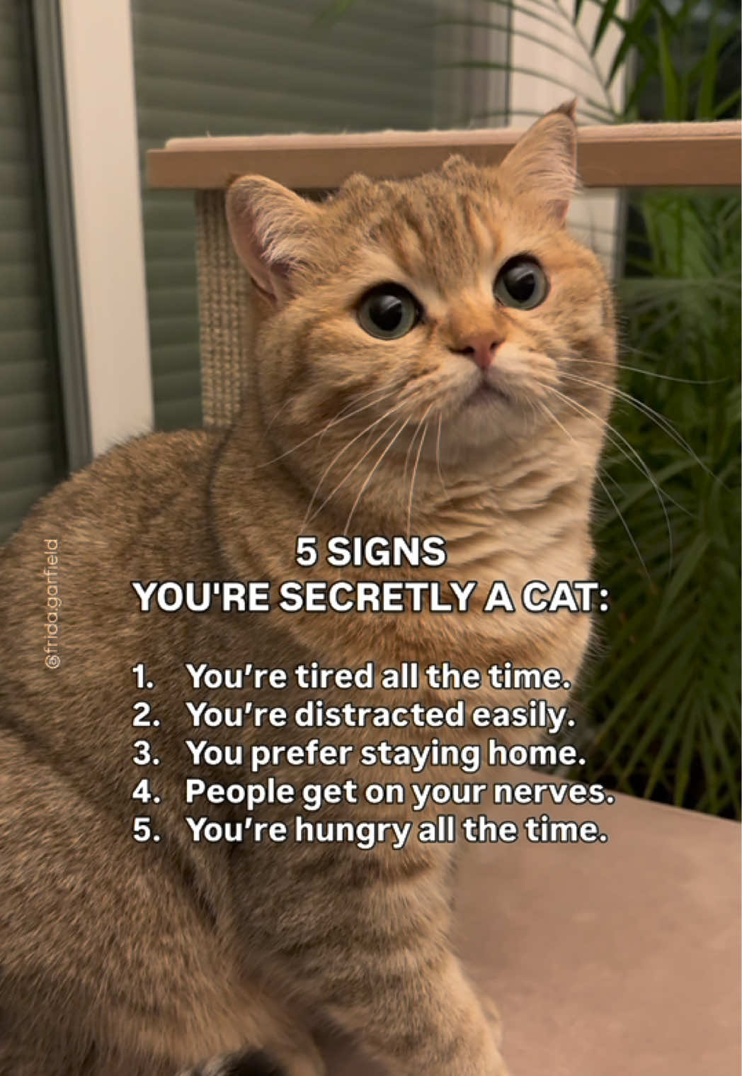 This is why you’re actually a cat 🐱  #catsoftiktok #catsofinstagram #catlife #catlover #catperson         