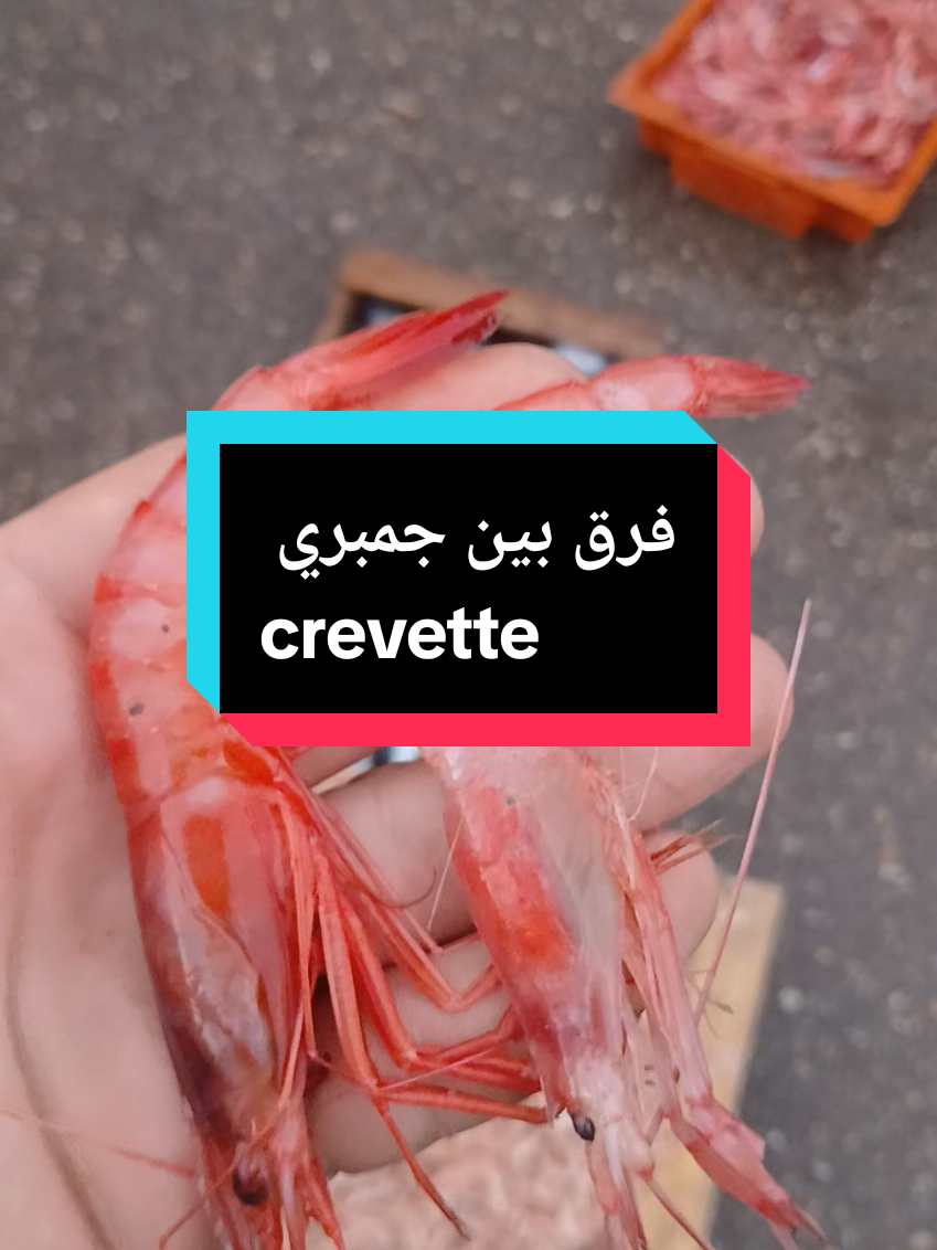 فرق بين جمبري crevette  #crevette #algerie #france  #الجزائر #foryou 