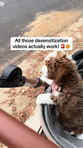 Play those desensitization videos for your dogs! At 8.5 wks old she has no fear of sirens or big trucks she was brave and even curious! We watch big trucks, sirens, fireworks, kids playing other dogs! We just rotate daily and we have the bravest little girl!  #funnypuppy #newpuppy  #newpuppylove  #puppytraining  #puppylife 
