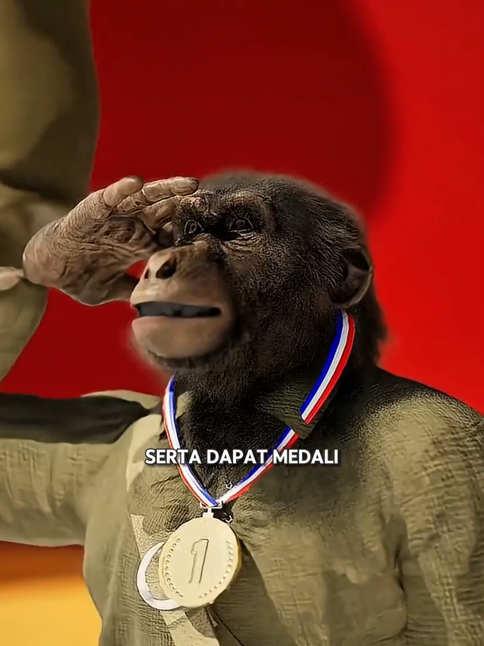 📌 Detail Fakta Nama Fakta: Jackie si Babun Tentara Perang Dunia I Fenomena: Hewan peliharaan yang direkrut jadi tentara sungguhan Cerita lengkap: Pada Perang Dunia I, ada seekor babun asal Afrika Selatan bernama Jackie yang secara tidak sengaja ikut menjadi tentara. Jackie awalnya hanyalah hewan peliharaan seorang prajurit bernama Albert Marr, tapi tingkah laku dan kecerdasannya membuat para tentara kagum. Jackie bisa memberi hormat pada perwira, duduk tegak saat apel, bahkan menyalakan rokok untuk prajurit lain. Instingnya yang tajam juga membantu: ia sering bisa merasakan gerakan musuh atau bahaya sebelum manusia menyadarinya. Namun, Jackie juga merasakan pahitnya perang. Ia terluka oleh pecahan peluru dan harus diamputasi kakinya. Meski begitu, Jackie tetap melanjutkan tugasnya, menunjukkan loyalitas dan keberanian luar biasa. Karena jasanya, Jackie akhirnya dipromosikan menjadi kopral dan bahkan menerima medali keberanian resmi. Ia tercatat sebagai salah satu hewan paling unik dalam sejarah militer. #FaktaUnik #PerangDuniaPertama #JackieTheBaboon #SejarahUnik #FaktaSejarah 