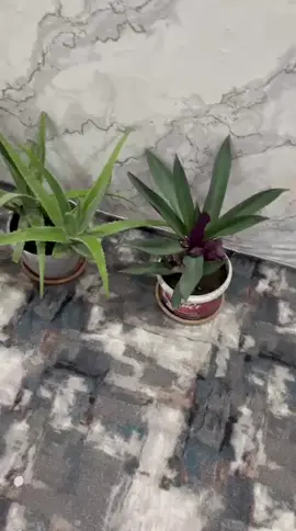 Продаются цветы!  #цветы #комнатные #рекомендация #актив #сокулук