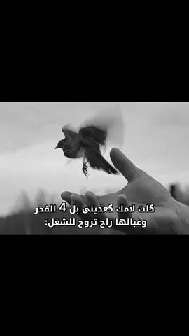 راح تهاجر 😅👆🏻.  .  .  .  .  . #تصاميم_فيديوهات🎵🎤🎬 #fyp #هجره  #المانيا_السويد_النمسا_النروج_دينيمارك #ياعيد_وينك 