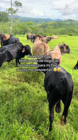 #novillos🐂🤠 #pasión_ganadera😍♥️🤠🐂 #💸🤑 #paratiiiiiiiiiiiiiiiiiiiiiiiiiiiiiii 