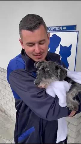 𝗟𝗼𝘀𝘁 𝗳𝗼𝗿 𝟭𝟯 𝗬𝗲𝗮𝗿𝘀. 💔 𝗙𝗼𝘂𝗻𝗱 𝗔𝗴𝗮𝗶𝗻𝘀𝘁 𝗔𝗹𝗹 𝗢𝗱𝗱𝘀. 💙 𝗟𝗼𝘃𝗲𝗱 𝗨𝗻𝘁𝗶𝗹 𝘁𝗵𝗲 𝗘𝗻𝗱. ❤️ This is the story of a little dog who never gave up and the kind souls who refused to give up on him. Most weekends at the Animal Welfare Society of South Africa are a bit like riding a rollercoaster - full of twists, turns, ups and downs. But this past Sunday brought an especially unforgettable experience for us and for one very special little dog - a 15-year-old stray Miniature Schnauzer named Karnallie. Karnallie was found wandering down busy Koeberg Road, terrified and disoriented. A kind passerby spotted him and seeing the dog’s panic, quickly ran home to fetch a dressing gown and a laundry basket to safely catch him. At first, Karnallie tried to escape and even attempted to bite his rescuer. It took the better part of the morning to earn the little dog’s trust, but eventually, Karnallie sensed he was in good hands. He calmed down enough to be gently groomed and finally accepted some food and water. The rescuer took Karnallie to Forest Drive Veterinary Surgery in Pinelands, who then contacted us to take over his care. Before arriving at our facility, Karnallie underwent a thorough veterinary examination. It was discovered that he was completely blind from cataracts, had severely neglected teeth, was extremely anxious and had a badly matted coat. He looked like a castaway - forgotten, frightened and frail. It took Karnallie’s rescuer several hours to cut away the matted hair weighing him down and causing him immense discomfort. Whilst trimming off the “dreadlocks” he found a piece of wire embedded in one of Karnallie’s front legs that must have added to his years of pain and suffering. But Karnallie had two things going for him - a kind stranger who had gone out of his way to help him and a microchip that could trace him back home. When we contacted the number linked to his microchip, his owner was stunned. Karnallie had been stolen from his home in Oranjezicht thirteen years ago. His family had spent months searching for him, eventually coming to terms with the painful loss. In the years since, they had adopted three rescue dogs and heartbreakingly, were no longer in a position to bring Karnallie back home. But the story doesn't end there. When the rescuer heard of the family's situation, he didn’t hesitate - he offered Karnallie a loving home. He insisted that this brave little dog would know love, comfort, and the gentle touch of a kind hand in his final days. We don’t often witness miracles like this - a reunion over a decade in the making, a life saved, and a second chance granted just in time. Though Karnallie’s years of neglect have taken a toll and his time may be short, we take comfort in knowing that the days ahead will be filled with warmth, love, and dignity. For Karnallie, the long journey home ended not where it began, but exactly where he was meant to be. An Identipet microchip can save a life and only at a cost of R100! 💙 #fyp #tiktok #animallovers  #dogs #doglovers 