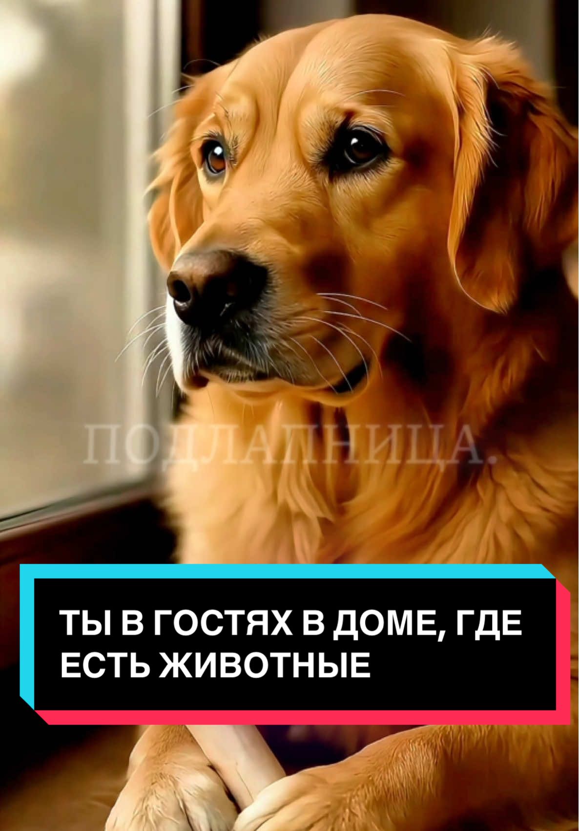 Ты пришёл в дом, где животные — семья. Здесь их правила, их жизнь, их любовь. И если тебе мешает шерсть или запах — значит, ты пришёл не туда. В этом доме нет места тем, кому мешают питомцы. #животные #собака #кот #любовь #подлапница 