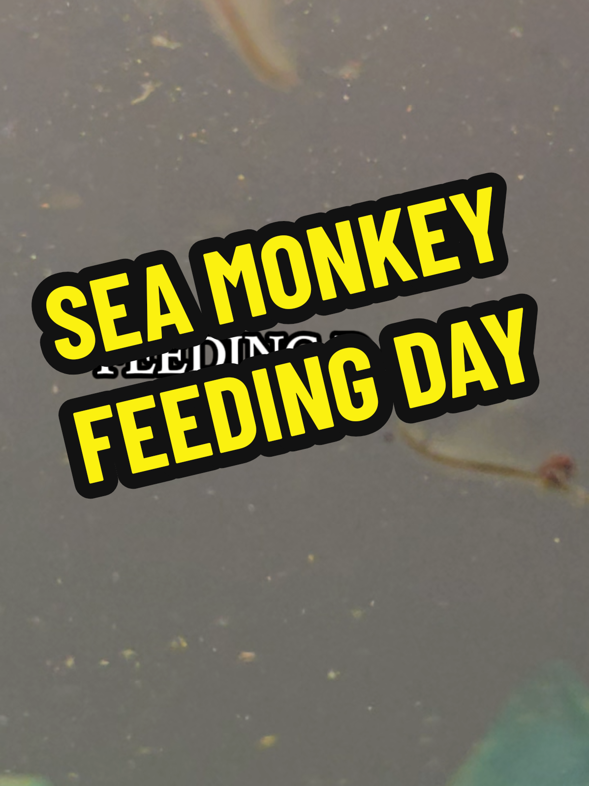 Feeding day for my sea monkeys. I love watching them swim around after a feed.. tiny but so much fun to watch! #seamonkeys #aquapets #feedingtime #tinycritters #relaxing 