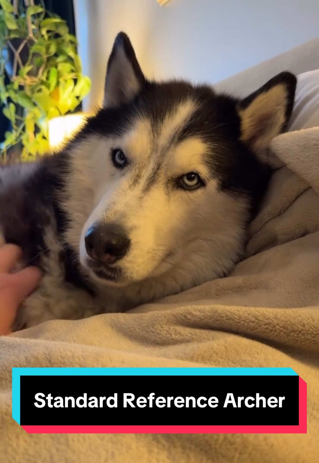 A “Standard Reference Archer” is about 15 Hands long. 🐺📏🤯 #siberianderpskies #husky #siberianhusky #dogsoftiktok #huskiesoftiktok 