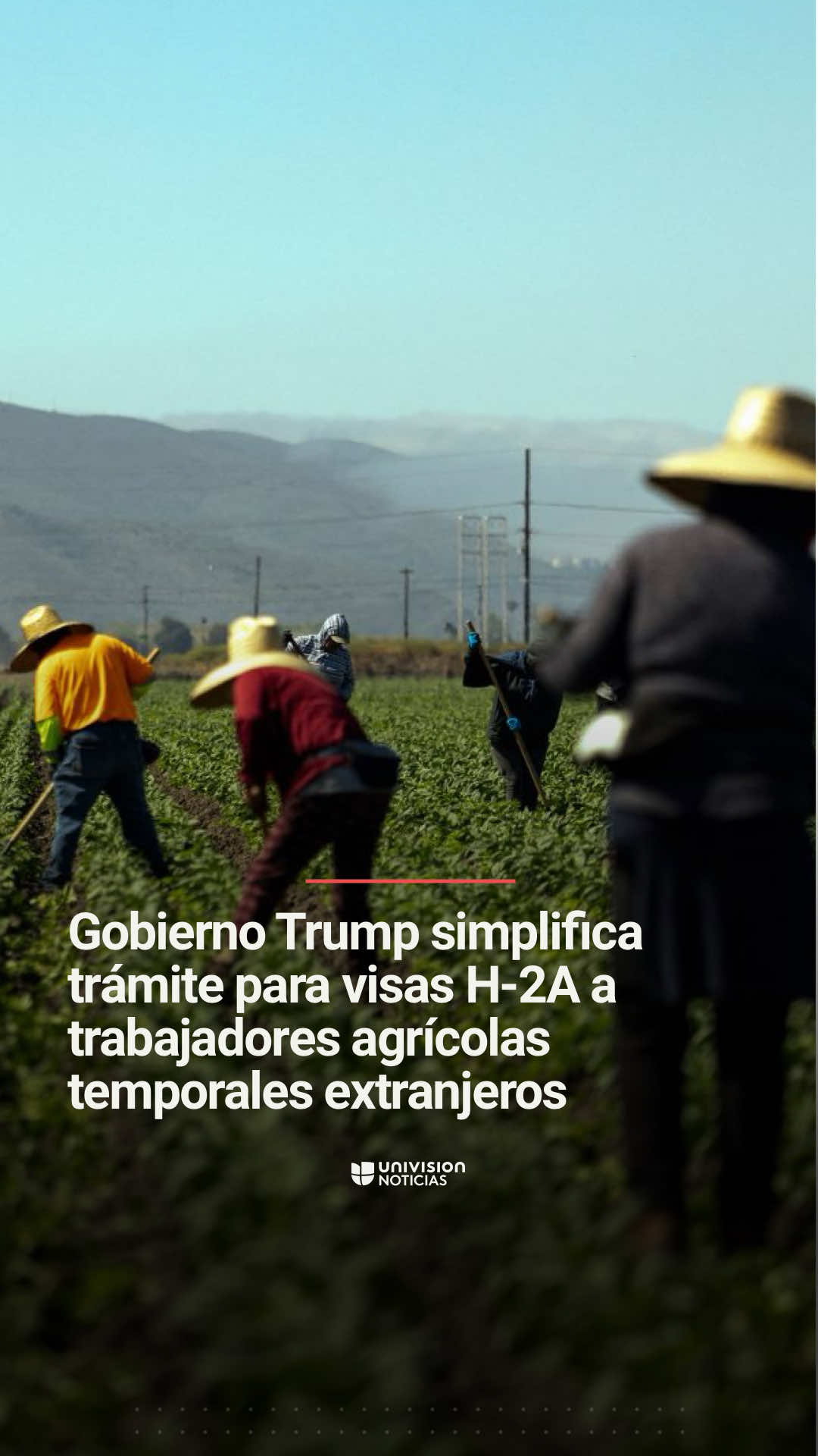 ➡️ Gobierno Trump simplifica trámite para visas H-2A a trabajadores agrícolas temporales extranjeros. El Departamento de Seguridad Nacional anunció una nueva norma que agiliza el proceso de solicitud de visas H-2A para trabajadores agrícolas temporales extranjeros. La medida busca apoyar a los agricultores de EEUU en medio de la escasez de mano de obra, provocada por el temor de inmigrantes indocumentados a salir a trabajar ante las redadas y deportaciones de ICE. Informa Francisco Cobos. 📺 Más del Noticiero Univision a las 6:30pm/5:30C y Edición Nocturna a las 11:30pm/10:30C. #Inmigración #visas #H-2A #ICE #DonaldTrump   