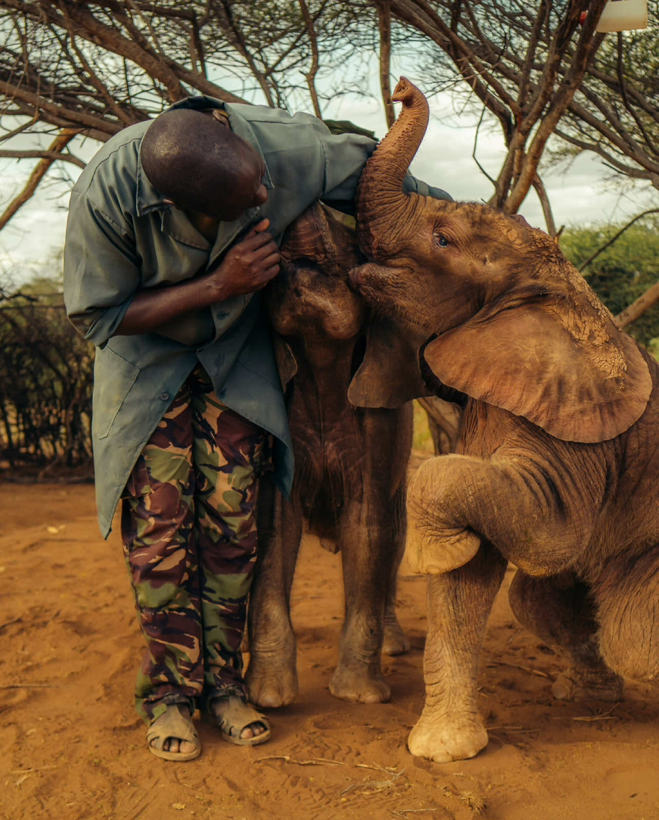 Did you know that between 10 and 25 elephant calves are rescued every year in Northern Kenya? 😢 Many are orphaned due to falling into water wells, human-wildlife conflict, or natural causes. Reteti Elephant Sanctuary was born out of a call from the local community  It's a powerful example of what locally-led conservation can achieve. Want to learn more or even adopt a baby elephant? Visit our website — we'd love to help you be part of their journey. #elephants #babyelephant #conservation #fyp #retetielephants 